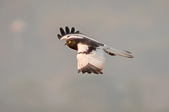 Pied Harrier