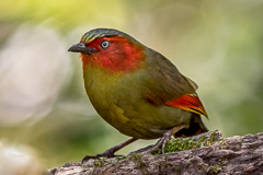 Scarlet-faced Liocichla