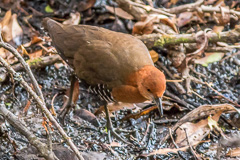 Slaty-legged Crake