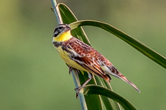 Yellow-breasted Bunting