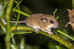 Indomalayan Pencil-tailed Tree Mouse
