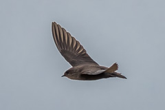 Dusky Crag Martin