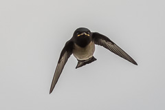 Nepal House Martin