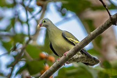 Thick-billed Green Pigeon