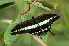 Banded Swallowtail