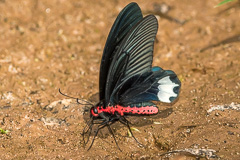 Burmese Batwing