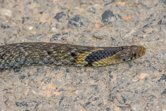 Burmese Mountain Snake