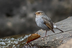 Plumbeous Water Redstart