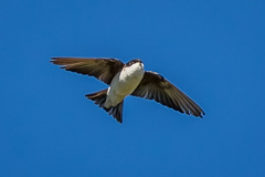 Asian House Martin