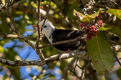 Black Bulbul