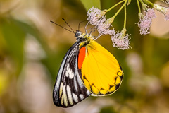 Red-spot Jezebel