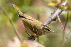 Chinese Leaf Warbler