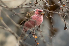 Chinese White-browed Rosefinch