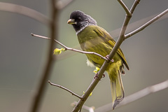 Collared Finchbill