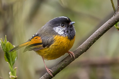 Golden-breasted Fulvetta