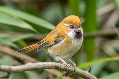 Golden Parrotbill