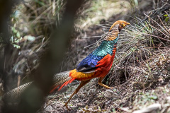 Golden x Lady Amherst's Pheasant