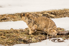 Himalayan Marmot