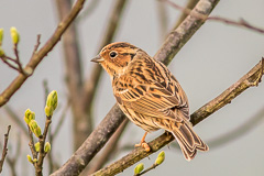 Little Bunting