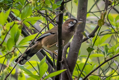 Moustached Laughingthrush