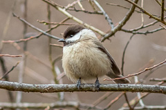 Sichuan Tit