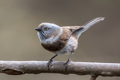 Sooty Tit