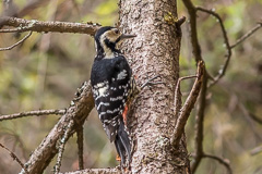 White-backed Woodpecker