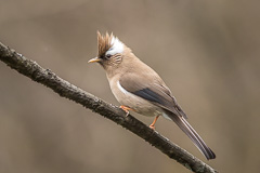 White-collared Yuhina