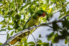 Great-billed Parrot