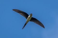 Grey-rumped Treeswift