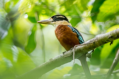 Rufous-bellied Kookaburra