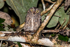 Sula Scops Owl