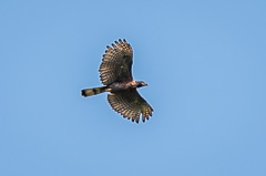 Sulawesi Honey Buzzard