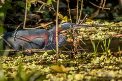 Agami Heron