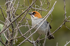 Apurimac Brushfinch