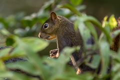 Bolivian Squirrel