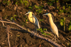 Capped Heron