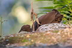 Cinereous Tinamou