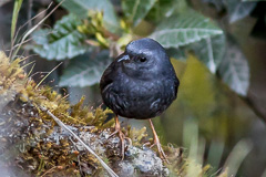 Diademed Tapaculo