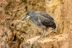 Fasciated Tiger Heron