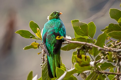 Golden-headed Quetzal