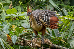 Hoatzin