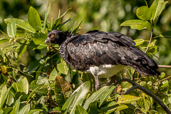 Horned Screamer