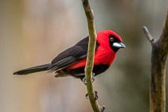 Masked Crimson Tanager