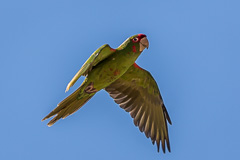 Mitred Parakeet