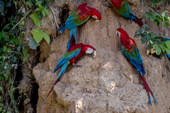 Red-and-green Macaw