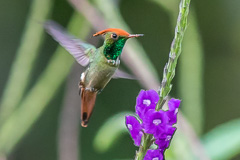 Rufous-crested Cocquette