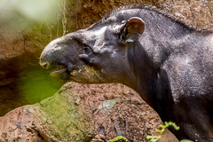 South American Tapir