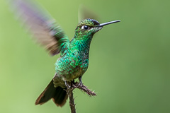 Violet-fronted Brilliant