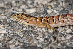 Southern Alligator Lizard